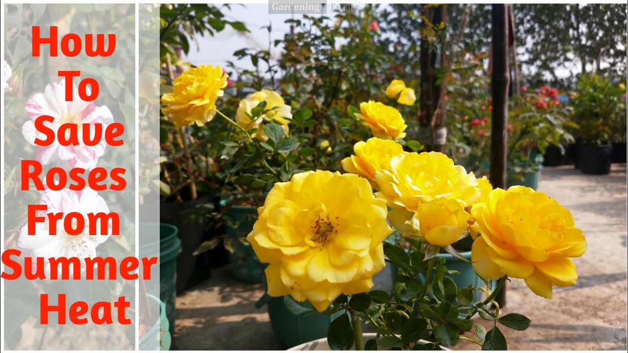 How To Take Care of Rose Plants in Summer YouTube