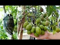 Don't Skip This Method If You Want June Plums To Lots Of Fruit, Anyone Can Do It