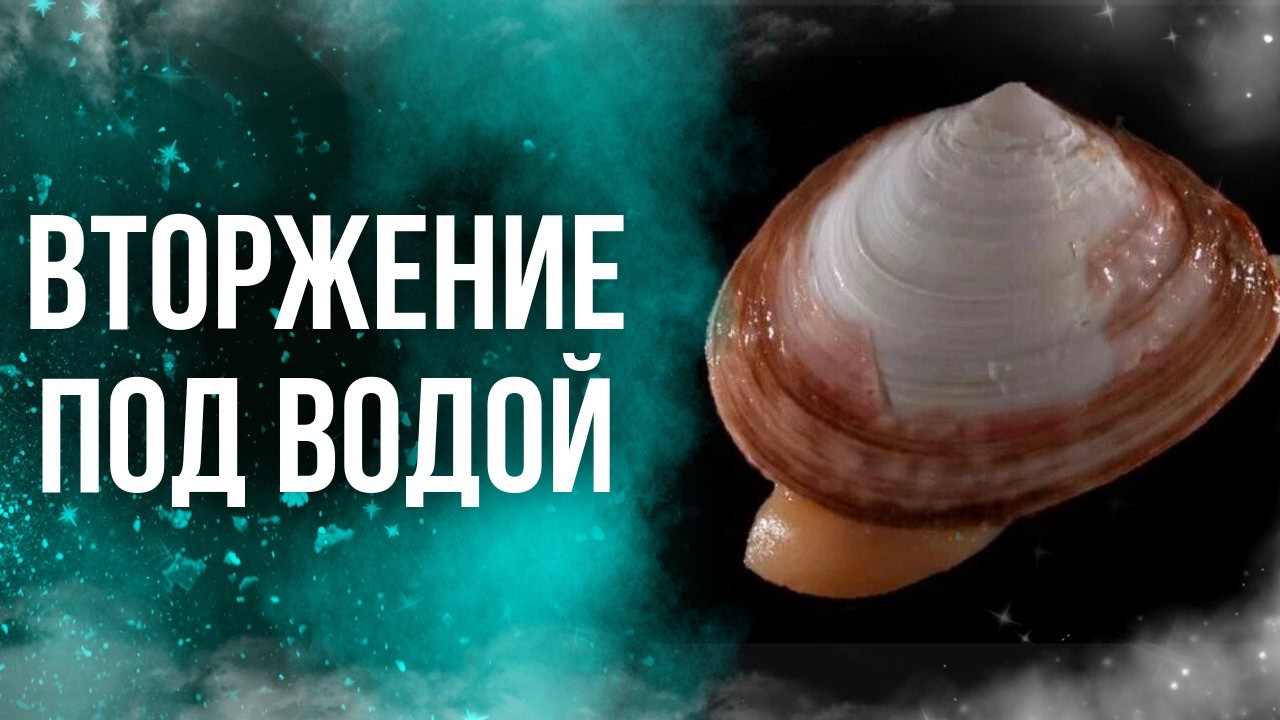 Кто пустил китайских беззубок в наши реки