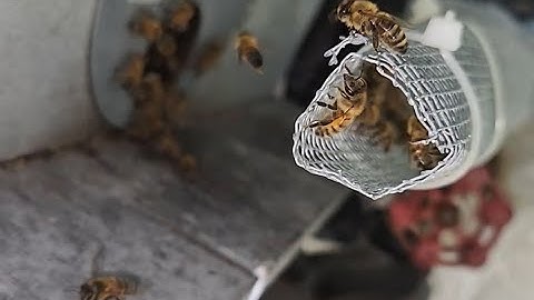 Honeybees Coming Out Of Wall