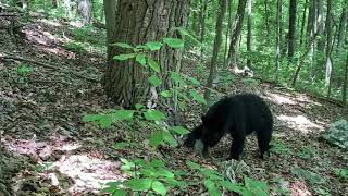 6/29/26: Bear wandering around in the woods (At mile 1,380) 6/29/26: Bear wandering around in the woods (At mile 1,380)