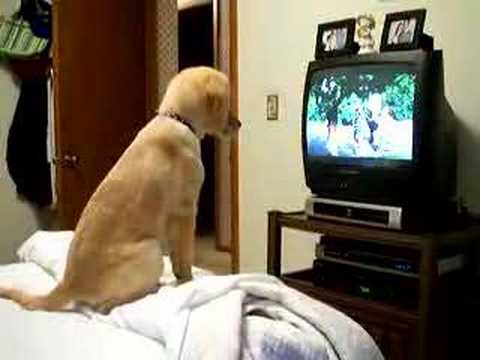 Can dogs watch television?