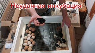 Неудачная инкубация.