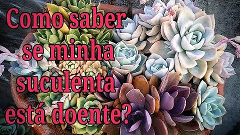 Como saber se minha suculenta está saudável?