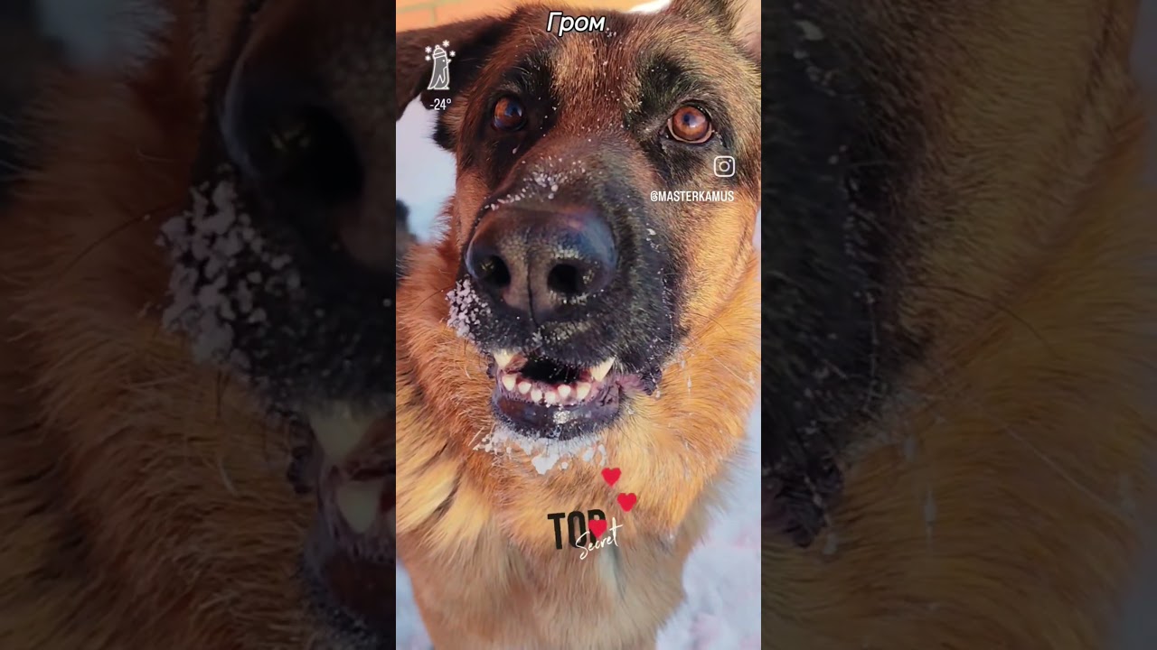 Гром ❤️ 😉 Иркутск 🇷🇺 Жизнь с овчаркой в мастерской  