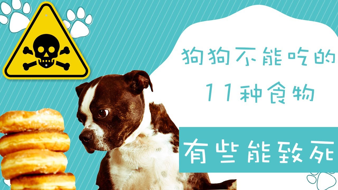 狗狗不能吃的11种食物 有些食物误食会致死 Youtube