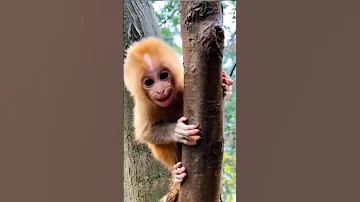 صوت القرد الصغير 