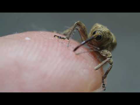 Spooky looking Weevil tries to drill into my finger