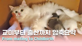 고양이 짝짓기부터 귀여운 아기 출산까지 압축요약!