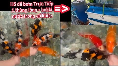 Hồ Cá Koi Mini Để Bơm Trong Hồ Lọc 1 Thùng Lắng + Bakki - Nước Siêu Trong.Hồ A Nghĩa Ở Bình Chánh.