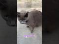 #cat #feralcat #straycat #chat #communitycats #catsofyoutube #goodmorning #blackcat #greycat