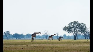 THE MAGIC OF THREE COUNTRIES SAFARI