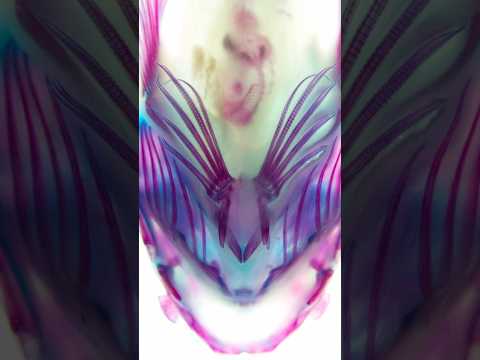 【透明標本】ミシマオコゼ属sp.