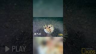 underwater porcupine what sam sees atnatgeokids