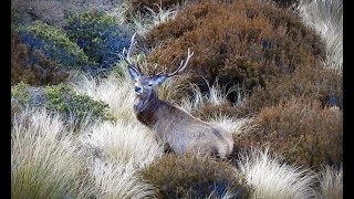 300 Deer  Public Land Hunting NZ