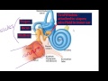 Ear Anatomy and Physiology Quiz