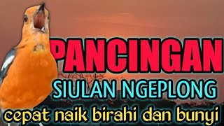 NGEPLONG ANIS MERAH DAN SIULAN ANIS MERAH, OTOMATIS MEMANCING ANIS MERAH BIAR BUNYI