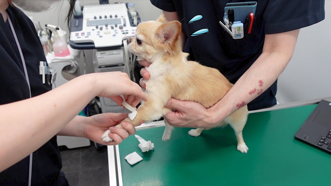 全身麻酔の危機。納豆ほどの大きなイボができたので病院でみてもらうと...