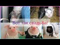 Жених приехал / Вот это свадьба!/ Вьетнамские поросята в деревне