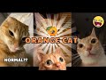 Why are orange cats so crazy  funny cats compilation 1