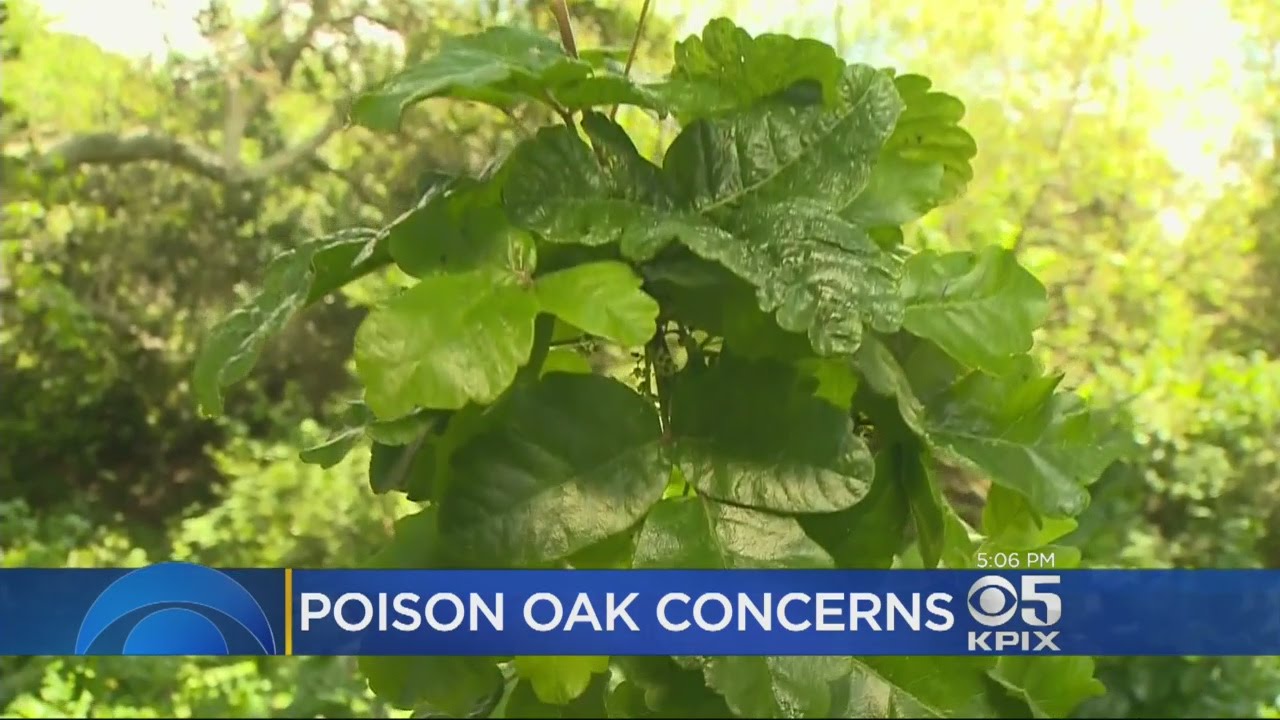 Explosive Oak Rainy Winter Leads To Explosive Poison Oak Growth In Parks - YouTube