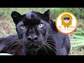 Black Leopard Bath time! 3D 180VR