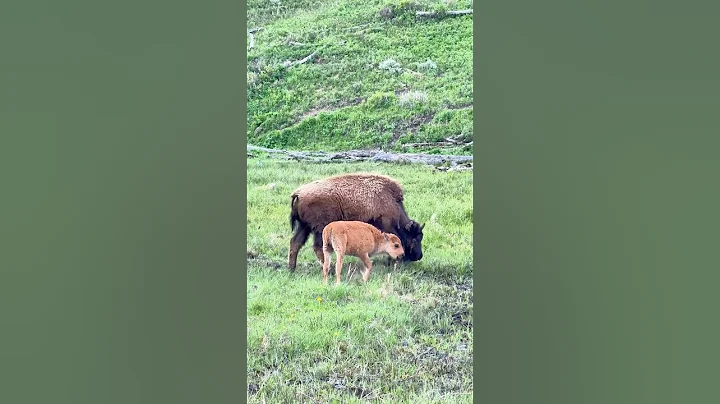 Baby Bison and Mother Grazing in Yellowstone National Park | Road Trip Series🚗 #wildlife