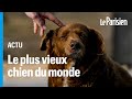  30 ans bobi est le chien le plus vieux du monde selon le guinness book