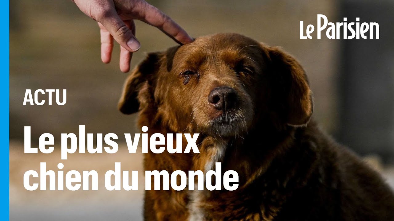 Bobi, le chien le plus vieux de l'histoire