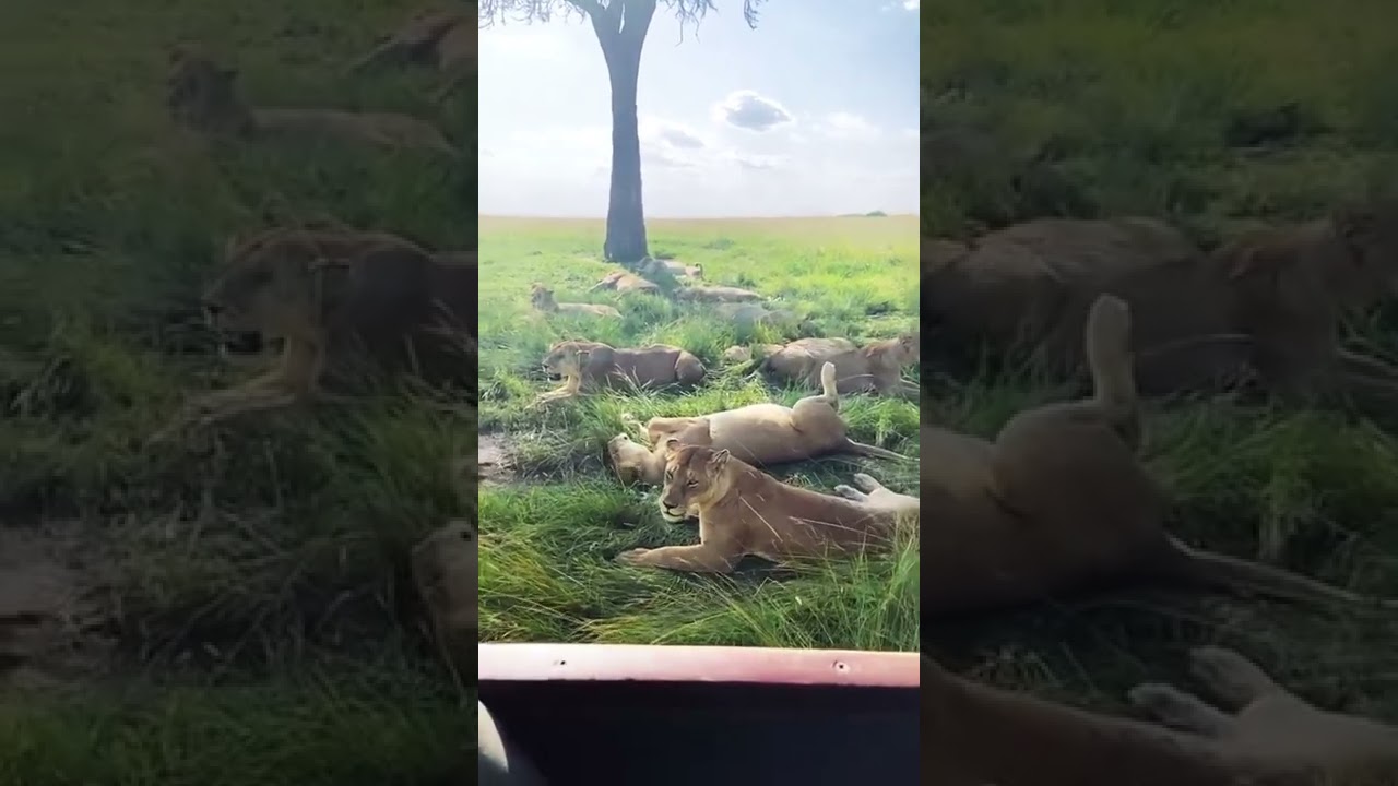 how many lions can you count?