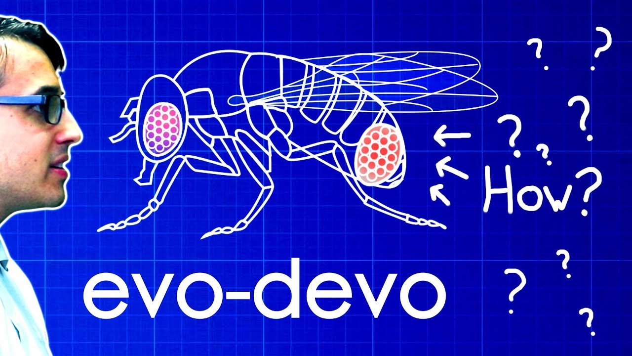 Download Evo-Devo (Despacito Biology Parody) | A Capella Science