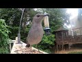 Birds on the back deck