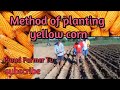 Paraan ng pagtatanim ng mais / method of planting yellow corn #buhay magsasaka