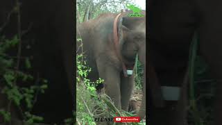 Successfully Trans locating An Aggressive Elephant! Lanka Wild #youtubeshortsvideo