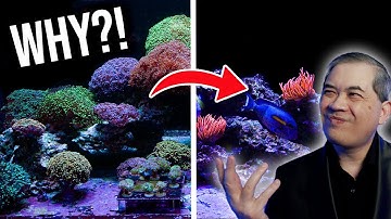 The End of an Era: Taking Down Our Iconic Fimbriaphyllia Show Tank!