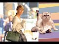 Best funny cats dancing vines compilation