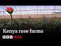 How rose farms in kenya are using ai to battle climate change  bbc news
