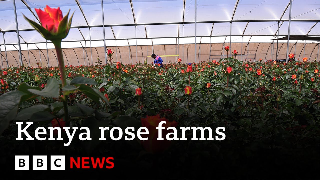 How rose farms in Kenya are using AI to battle climate change | BBC News