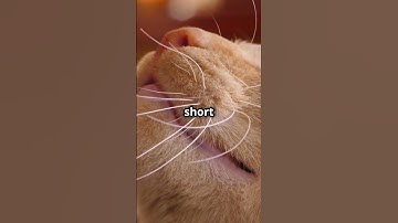 Can Cats Develop Their Own Language? 🐾 The Secret Feline Communication!