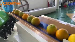 JCSORT Compact Citrus Weight Grading Machine | Multi-Fruit Weight Sorter Test