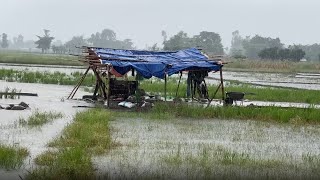 Rainy Day Walk through Village and Farm Field Covered with Water-Local Looks