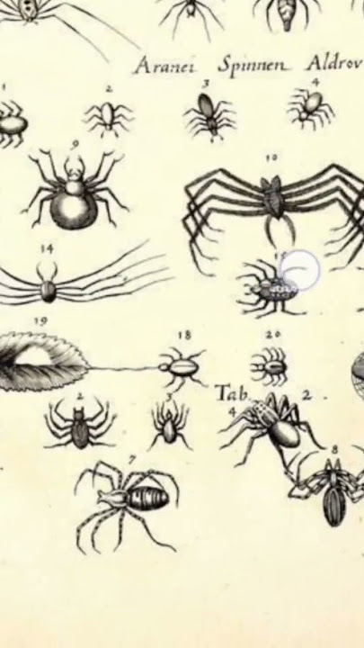 longleged menions spider #spiderseason #spidersoftheworld #gagamba#damang #insects #viral