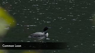 Trout Lake - Common Loons 2026