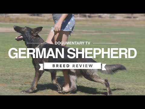 GERMAN SHEPHERD BREED REVIEW
