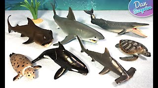 15 Sea Animals, Shark, Basking Shark, Whale, Turtle, Seal, Great White Shark, Orca, Hammerhead Shark
