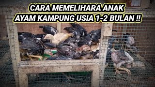 HOW TO CARE FOR VILLAGE CHICKENS 1 - 2 MONTHS OLD!! @BotohAlit80