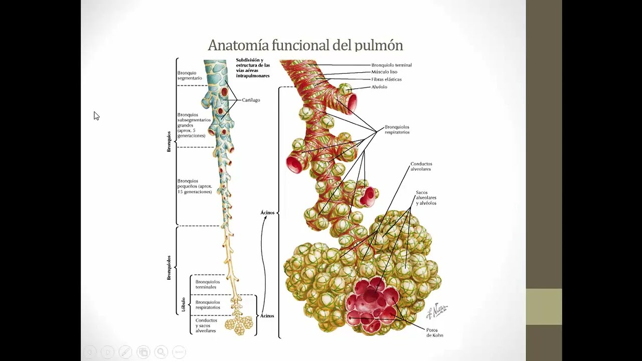 Fisiología de la respiración
