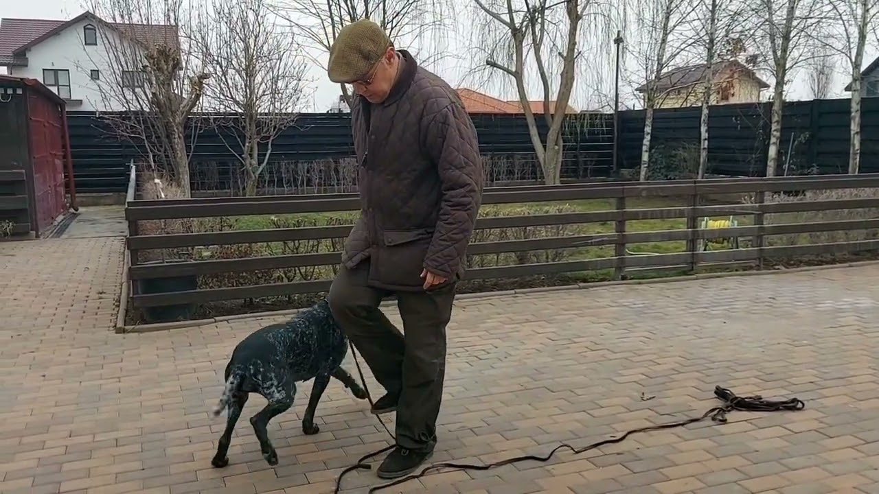 Dresaj de aport, partea a 2-a.