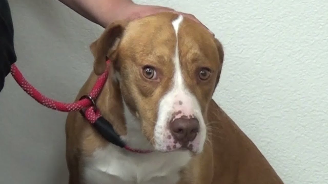 Lake Havasu AdoptAPet (June 24, 2021) YouTube