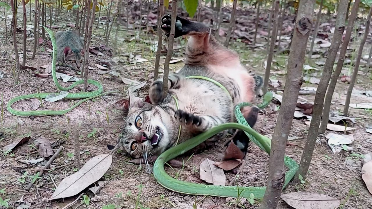KOCENG😾 Vs🐍ULAR - YouTube